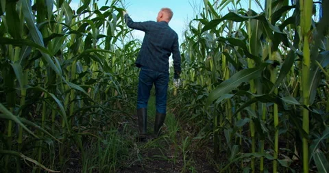Man farmer walking through cornfield agriculture maize field Stock Footage 286621965