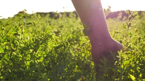 Man farmer walks through field at sunset, touching green plants with his hands Stock Footage 164100327