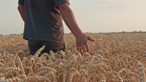 A man farmer walks through the wheat field and touches the spikelets with his Stock-Footage 157981695