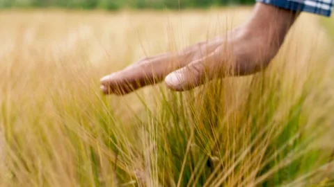 Man farmer walks through a wheat field at sunset, touching green ears of wheat Stock-Footage 202045924