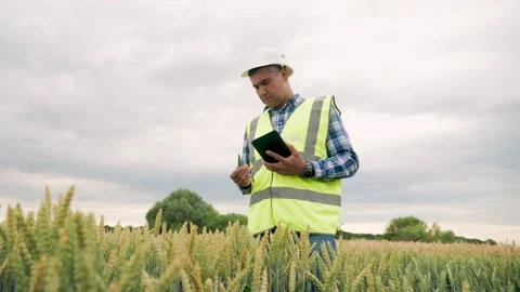 Man farmer walks through a wheat field at sunset, touching green ears of wheat Stock Footage 203817065