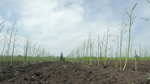 A man farmer walks towards the camera in rubber boots through a field of 動画素材 130404309