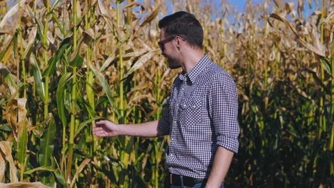 A man is a farmer working in the field. Stock Footage 97327458