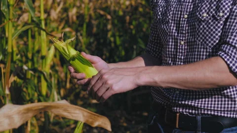 A man is a farmer working in the field. Stock Footage 97327601