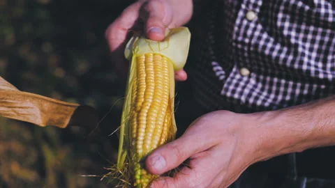 A man is a farmer working in the field. Stock Footage 97327708