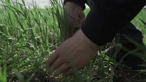 Man farmer working in the field inspects the crop wheat germ natural a farming Stock Footage 155671581