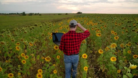 Man farmer working laptop sunset sunflower field, business farmer, digital Stock Footage 268086558