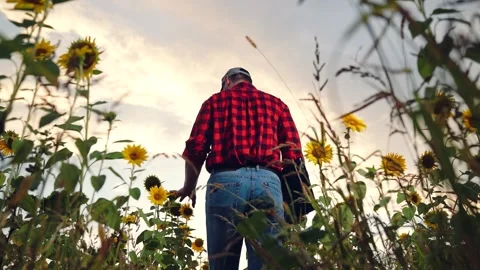 Man farmer working laptop sunset sunflower field, business farmer, digital Stock Footage 268760726