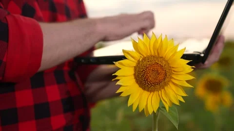 Man farmer working laptop sunset sunflower field, business farmer, digital Video stock 268760997