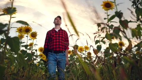 Man farmer working laptop sunset sunflower field, business farmer, digital Stock Footage 270836271