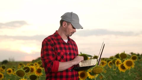 Man farmer working laptop sunset sunflower field, business farmer, digital Stock Footage 270836596