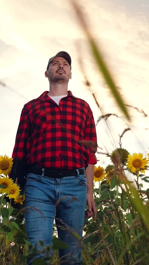 Man farmer working laptop sunset sunflower field, business farmer, digital Stock Footage 274044849