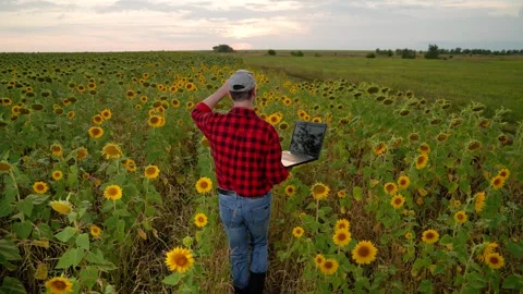 Man farmer working laptop sunset sunflower field, business farmer, digital Stock Footage 278938577