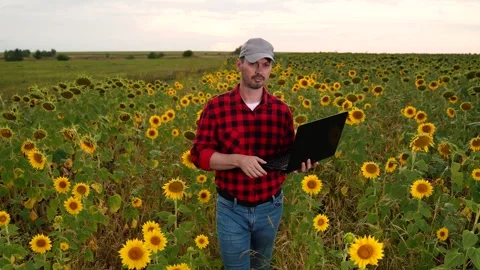 Man farmer working laptop sunset sunflower field, business farmer, digital Stock Footage 279899392