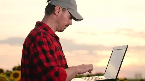 Man farmer working laptop sunset sunflower field, business farmer, digital Stock Footage 291628902