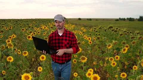 Man farmer working laptop sunset sunflower field, business farmer, digital Stock Footage 291629008