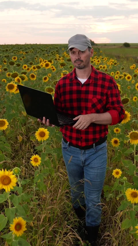 Man farmer working laptop sunset sunflower field, business farmer, digital Stock Footage 301290846