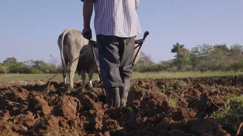 Man Farmer Working Ploughing The Soil With Ox Stock Footage 61528464