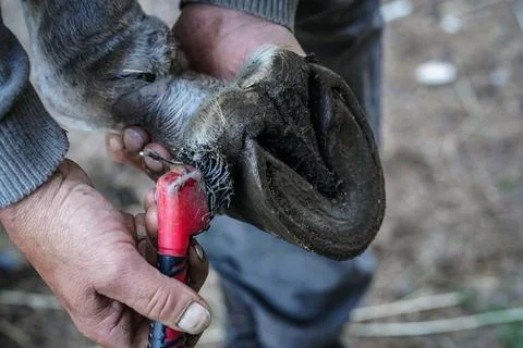 Man farrier using small metal pick brush tool to clean horse hoof, before a.. Foto stock