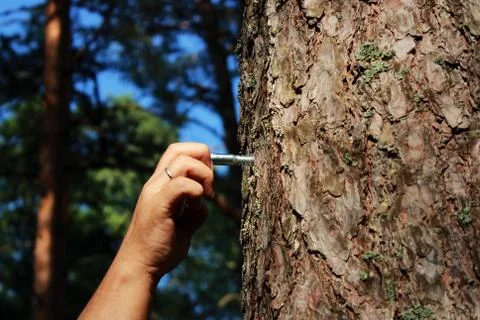 A man fastens a ring to the pine for fixing a person and flogging. concept of Stock Photos
