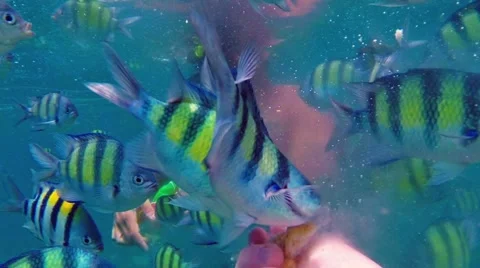 Man feding fish. Close up. Underwater scene. Stock Footage 41335914