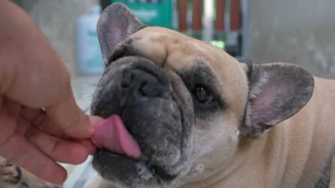 Man feeding Big Bone Goat Milk to his french bulldog indoor. Stockbeeldmateriaal 251505686