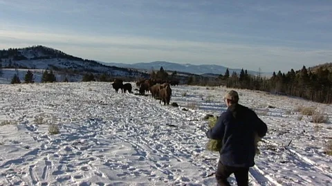Man Feeding Bison (Bison bison) Stock Footage 93797407