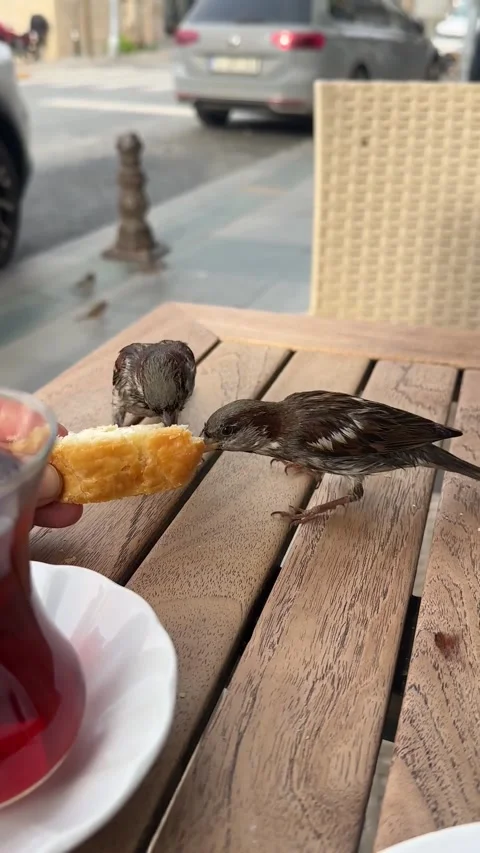 Man Feeding Bread to Birds at Istanbul Street Cafe Video stock 343551571