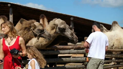 Man feeding the camels Stock Footage 90854531