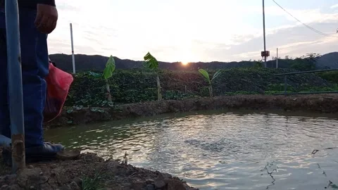 A man is feeding catfish 스톡 동영상 157763206