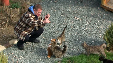Man is feeding a cats .  HD Stock Footage 5793021