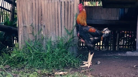 The man is feeding the chicken using his hand. Video stock 122148987