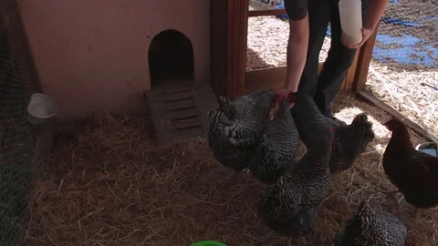 A Man Feeding Chickens in a Backyard Chicken Coop Video stock 125882771