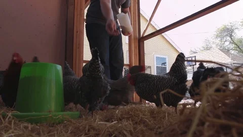 A Man Feeding Chickens in a Backyard Chicken Coop, Medium Shot Stock Footage 125882822