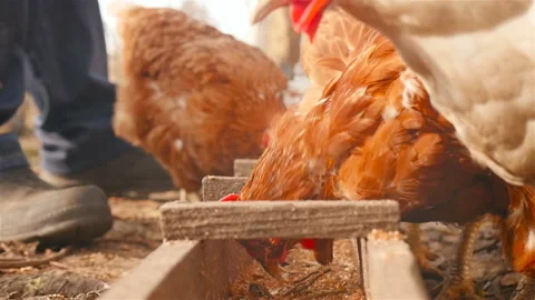 A man feeding chickens grain Stock Footage 101028257
