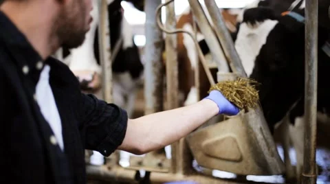 Man feeding cows with hay in cowshed on dairy farm Stock Footage
