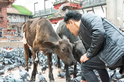 Man Feeding Cows Stockfoto's