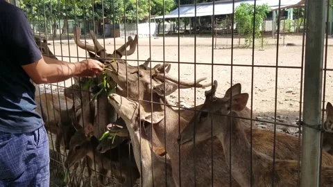 Man feeding deer in captivity Stock Footage 208855314