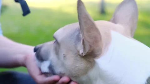A man feeding a dog Stock Footage 219776657