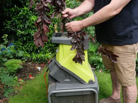 A man feeding dry tree branches into a wood chipper machine. Stock Photos