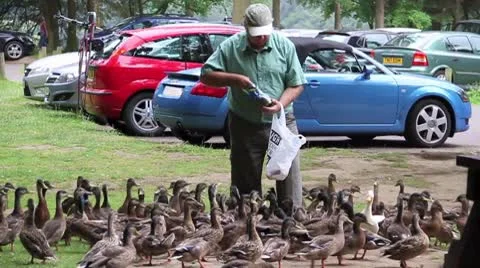 Man Feeding Ducks 스톡 동영상 8966500