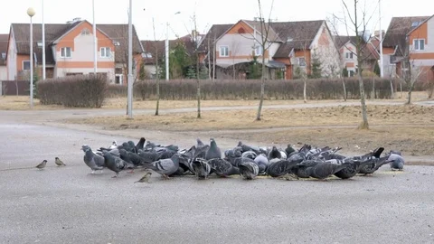 Man feeding flock of pigeons Stock Footage 73752959