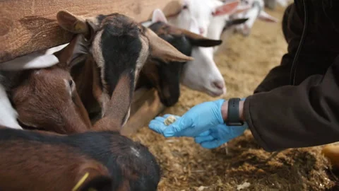 Man feeding the goat from hands with corn sticks Video stock 256649649