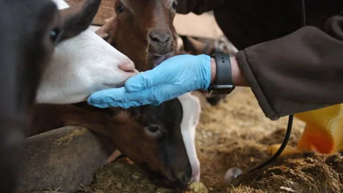 Man feeding the goat from hands with corn sticks Stock Footage 256650055