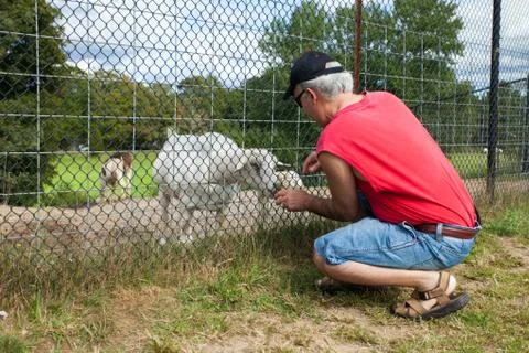 Man feeding a goat Stock Photos