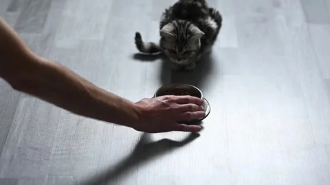 Man feeding a grey kitty Stock Footage 265469615