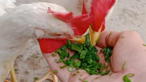 Man Feeding a Hen Fresh Green Leaves by Hand Stock Footage 346803989