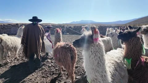 Man Feeding a Llama Herd Stock Footage 293747673