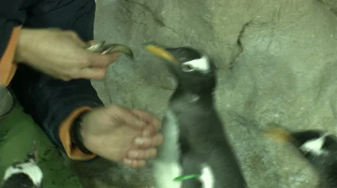 Man feeding penguins Stock Footage 67569030