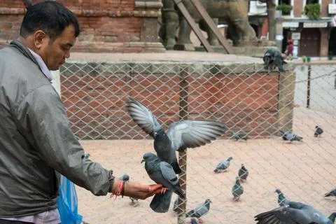 Man Feeding Pigeon Foto stock
